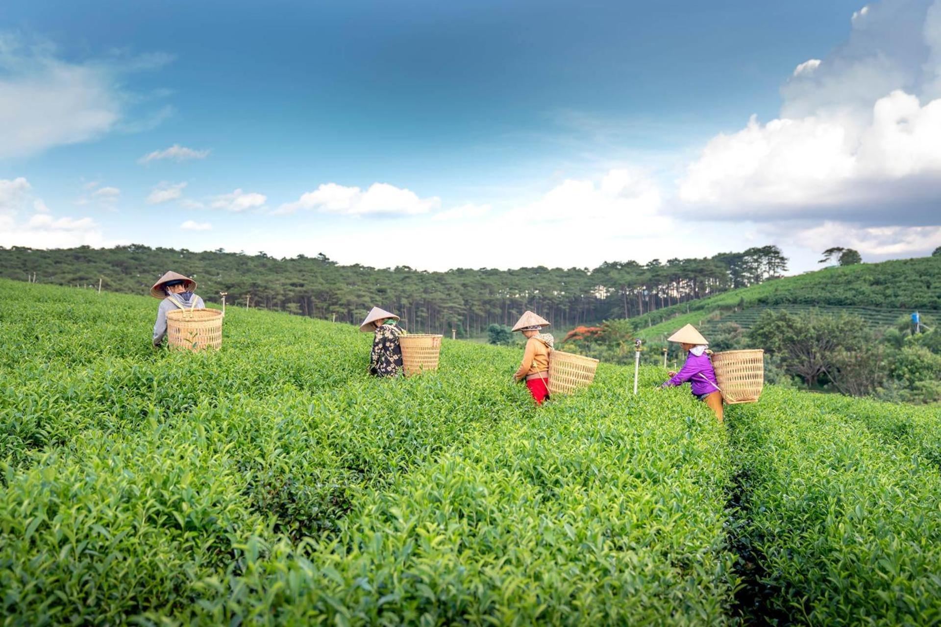 Arya Treetops And Tea Trails By Veo - Part Of Stayvista Νταρτζίλινγκ Εξωτερικό φωτογραφία